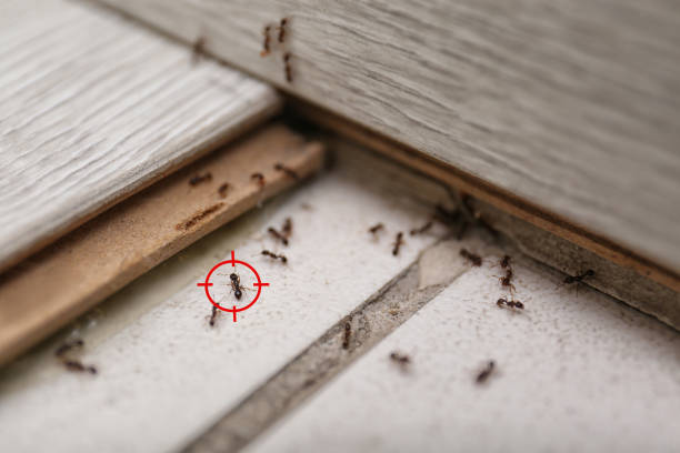 Best Wildlife Control Services  in Ronceverte, WV