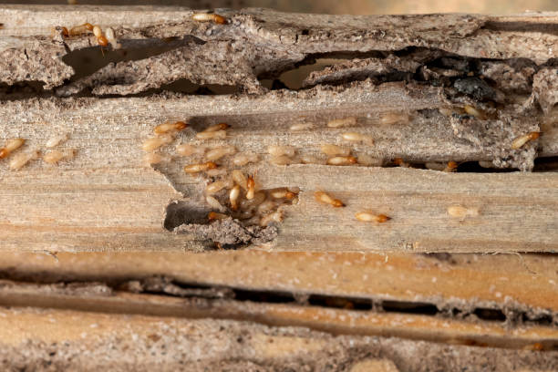 Best Affordable Pest Control Services  in Ronceverte, WV