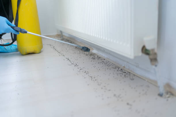 Best Flea Control Services  in Ronceverte, WV