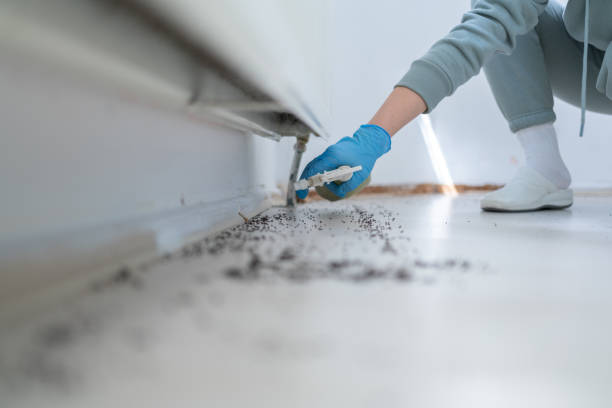 Best Affordable Pest Control Services  in Ronceverte, WV